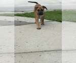 Small #7 American Staffordshire Terrier Mix