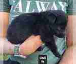 Small #13 German Shepherd Dog