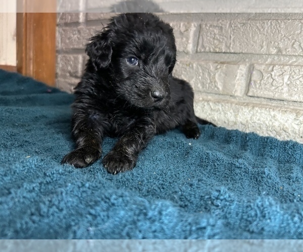 Medium Photo #7 Aussiedoodle Puppy For Sale in INDIANAPOLIS, IN, USA
