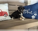 Puppy 7 German Shepherd Dog-Siberian Husky Mix