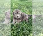 Small Photo #8 Lhasa-Poo Puppy For Sale in CANOGA, NY, USA