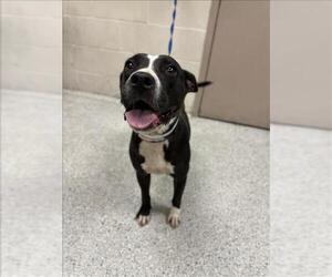 American Pit Bull Terrier-Unknown Mix Dogs for adoption in Conroe, TX, USA