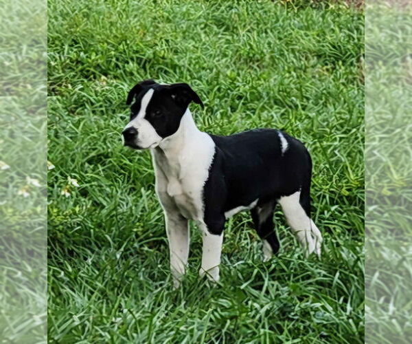 Medium Photo #2 Mutt Puppy For Sale in Tampa, FL, USA