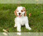 Puppy Reggie Cocker Spaniel
