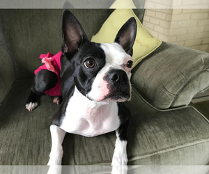 Mother of the Boston Terrier puppies born on 11/24/2019