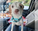 Small #1 Parson Russell Terrier