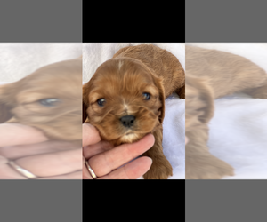 Cavalier King Charles Spaniel Puppy for sale in NILES, MI, USA