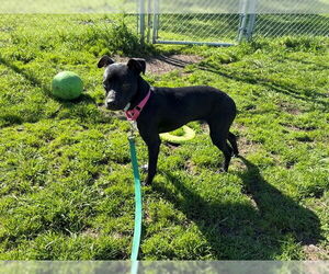 Mutt Dogs for adoption in McKinleyville, CA, USA