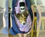 Small #4 Shetland Sheepdog
