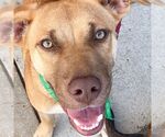 Small #2 Retriever  Mix