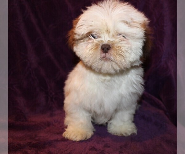 Medium Photo #7 Shih Tzu Puppy For Sale in BLOOMINGTON, IN, USA