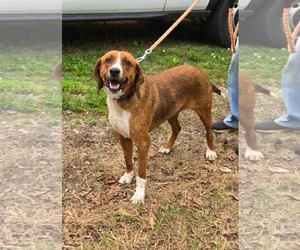 Retriever -Unknown Mix Dogs for adoption in Rustburg, VA, USA