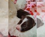 Small Photo #69 Border Collie Puppy For Sale in NORBORNE, MO, USA