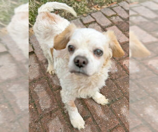 Medium Photo #5 Cocker Spaniel Puppy For Sale in Arlington, VA, USA