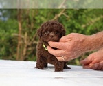 Small #26 ShihPoo