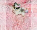 Small #18 Pomeranian