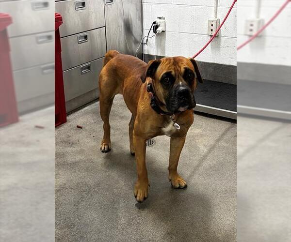 Medium Photo #1 Bullmastiff-Unknown Mix Puppy For Sale in Forestville, MD, USA