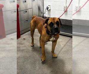 Bullmastiff-Unknown Mix Dogs for adoption in Forestville, MD, USA