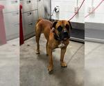 *BANSKY - Male Bullmastiff-Unknown Mix Dog for Adoption - Small photo