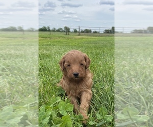 Goldendoodle (Miniature) Puppy for sale in ARCOLA, IL, USA