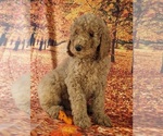 Small #7 Poodle (Standard)