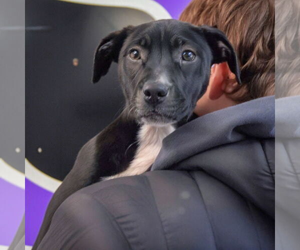 Medium Photo #5 American Staffordshire Terrier-Boxer Mix Puppy For Sale in Huntley, IL, USA