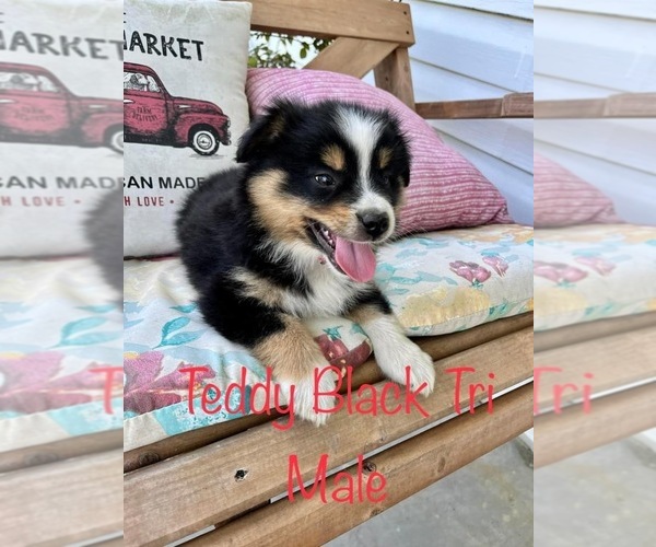 Medium Photo #4 Australian Shepherd Puppy For Sale in CONWAY, SC, USA