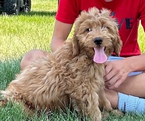 Goldendoodle (Miniature) Puppy for sale in HULL, IA, USA