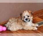 Small Photo #5 Morkie Puppy For Sale in ROCK VALLEY, IA, USA