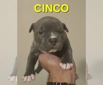 Small Photo #23 American Bully Puppy For Sale in KISSIMMEE, FL, USA