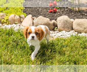 Cavalier King Charles Spaniel Puppy for sale in MILLERSBURG, IN, USA