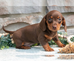 Puppy Lewis Dachshund