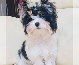 Biewer Yorkie Puppy for sale in MIAMI BEACH, FL, USA