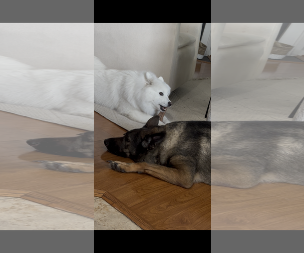 Medium Photo #4 German Shepherd Dog Puppy For Sale in Centreville, VA, USA