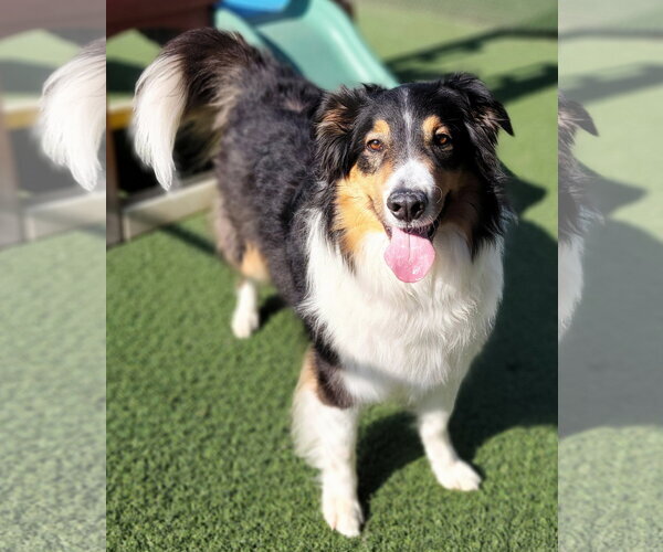 Medium Photo #2 Border Collie Puppy For Sale in Highland, IL, USA
