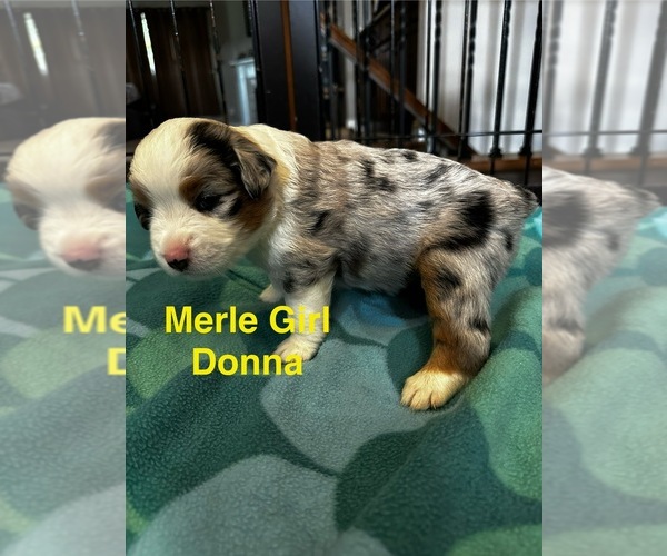 Medium Photo #1 Miniature Australian Shepherd Puppy For Sale in WATERTOWN, WI, USA