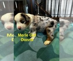 Puppy Donna Miniature Australian Shepherd