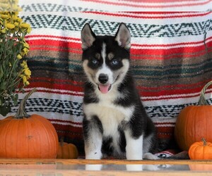 Siberian Husky Puppy for sale in FREDERICKSBG, OH, USA