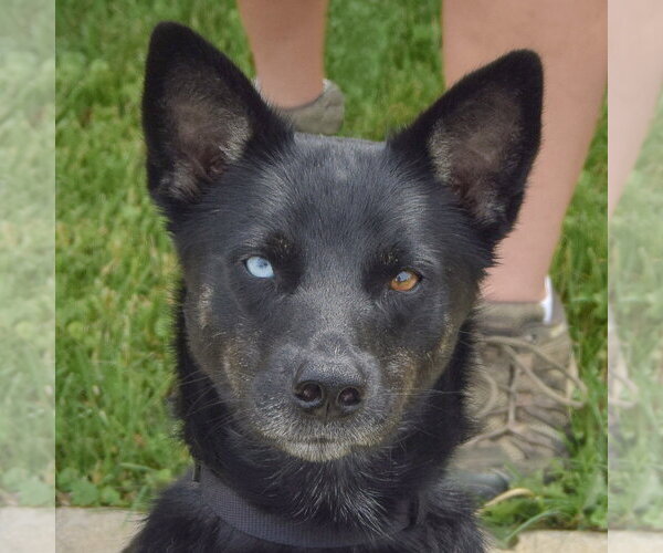 Medium Photo #2 Aussie Siberian Puppy For Sale in Huntley, IL, USA