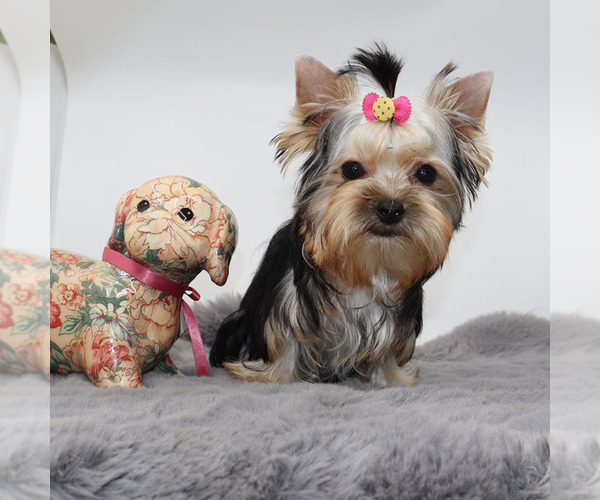 Medium Photo #4 Yorkshire Terrier Puppy For Sale in LOS ANGELES, CA, USA