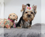 Small #3 Yorkshire Terrier