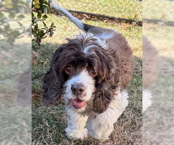 Medium Photo #13 Cocker Spaniel Puppy For Sale in Arlington, VA, USA