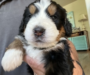 Bernedoodle-Bernese Mountain Dog Mix Puppy for sale in ERIE, CO, USA