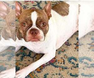 Boston Terrier Dogs for adoption in Little Elm, TX, USA
