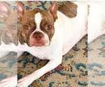 Toby - Male Boston Terrier Dog for Adoption - Small photo