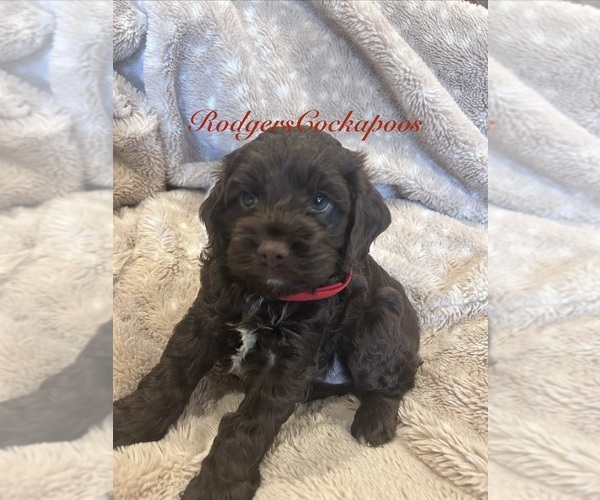 Medium Photo #1 Cockapoo (Miniature) Puppy For Sale in BLUE MOUNTAIN, MS, USA