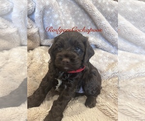 Medium Cockapoo (Miniature)