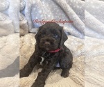 Puppy Red Cockapoo (Miniature)