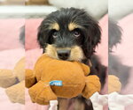 Small #5 Cavalier King Charles Spaniel Mix