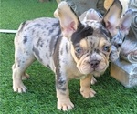 Small #4 French Bulldog